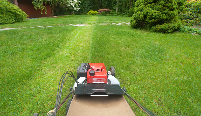 Summer Lawn and Landscape Care in NW Metro Atlanta