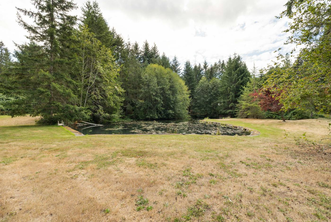 Lawn leading down to the pond with tall firs behind