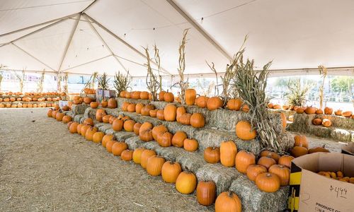 The Best Pumpkin Patches in Northwest Las Vegas �&hellip;