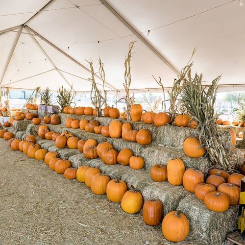 The Best Pumpkin Patches in Northwest Las Vegas — Family Fun & Perfect Date Night Picks