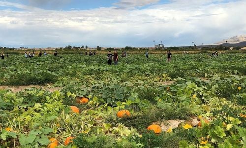 Living Near Gilcrease Orchard Year-Round | NW Las &hellip;