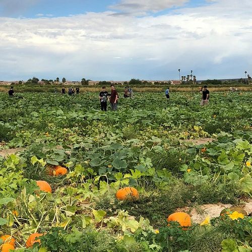 Living Near Gilcrease Orchard Year-Round | NW Las Vegas Lifestyle