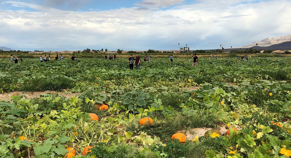 pumpkin-patch