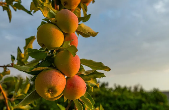 b1c783427d69e18d5b701265a406e37f-cc_ft_768