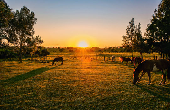 horses-on-a-farm-at-sunset-2026-01-05-05-29-03-utc (1)