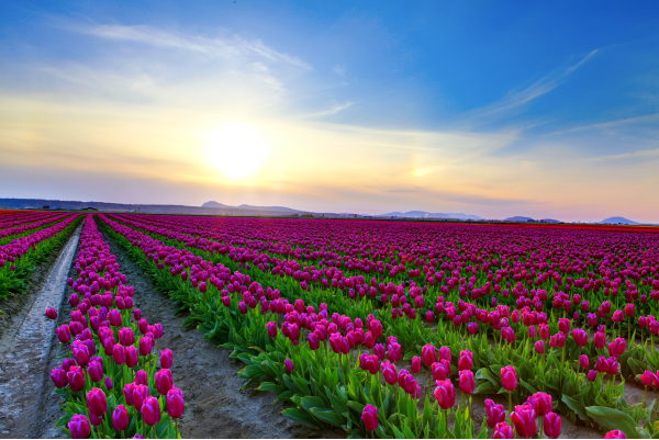 ADU-DADU Links IMG 6