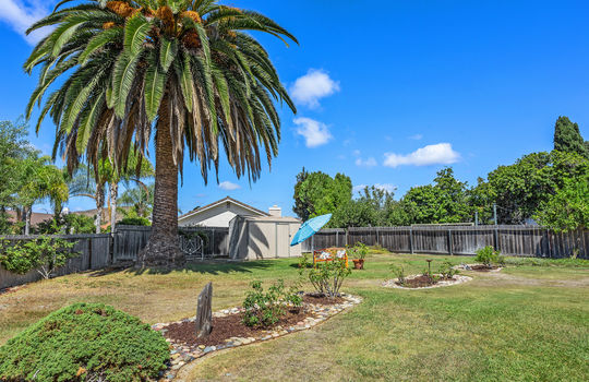 Yard Palm 40_11898525_183225_183225-EI-140