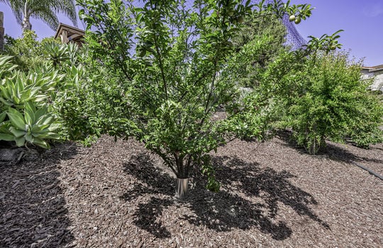 31 - Plants 6 - AR504132-USE-Edit copy