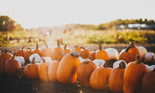 Fall Weekend Across the GTA: Events to Check Out October &hellip;