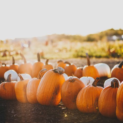 Fall Weekend Across the GTA: Events to Check Out October 16–18