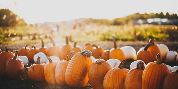 Fall Weekend Across the GTA: Events to Check &hellip;