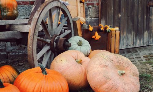 Best Pumpkin Patches Near Cary, Apex & Holly &hellip;