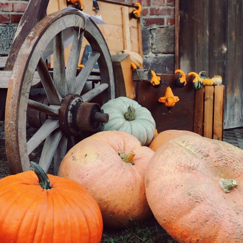 Best Pumpkin Patches Near Cary, Apex & Holly Springs, NC (2026 Guide)