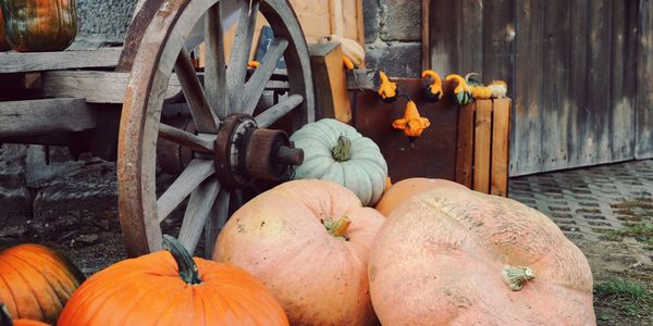 Best Pumpkin Patches Near Cary, Apex & Holly &hellip;
