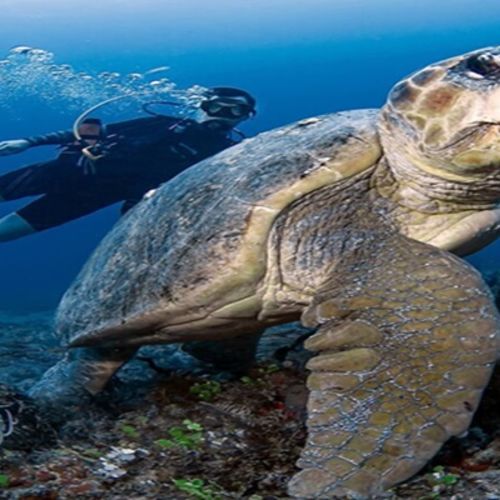 Dive Into Jupiter's Underwater Wonders: The Ultimate Scuba Experience