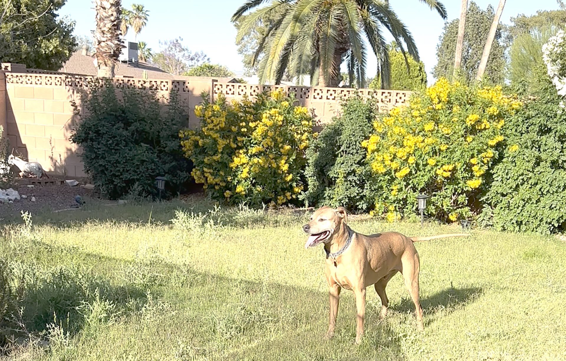 3832-E-YUCCA-ST_BEFORE_YARD