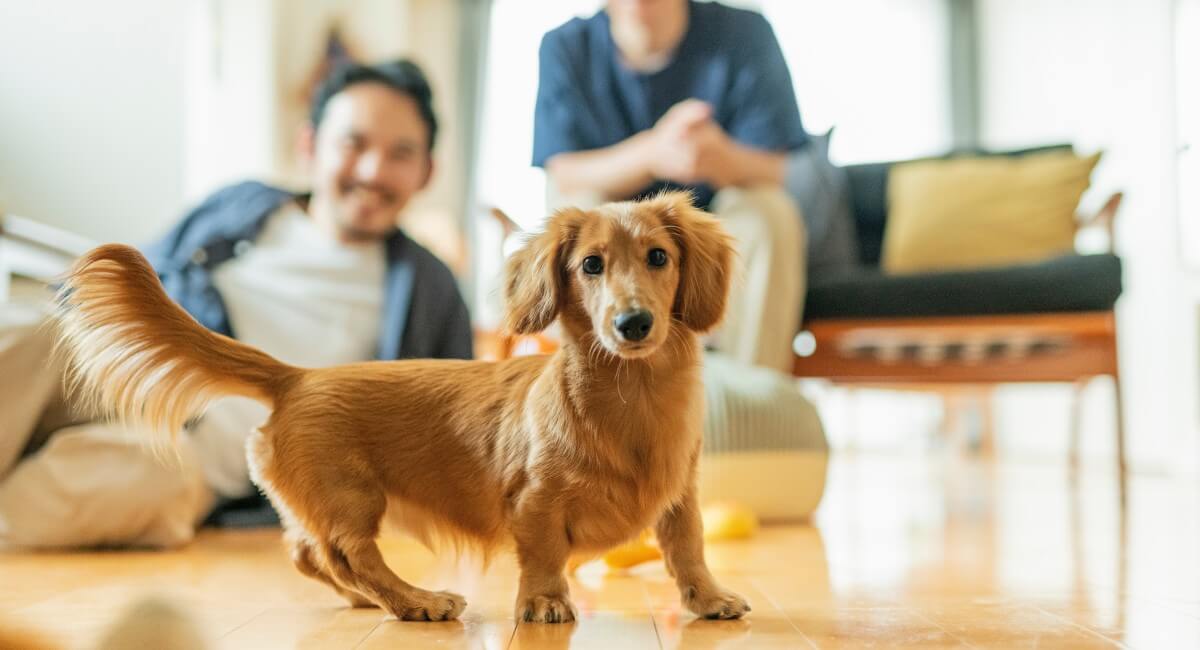 How to Market Your Listing to Pet Lovers
