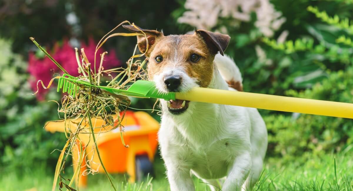 Pet-Friendly Landscaping