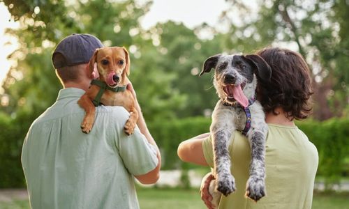 Pet Owners: Features That Quietly Add Value To Your Home