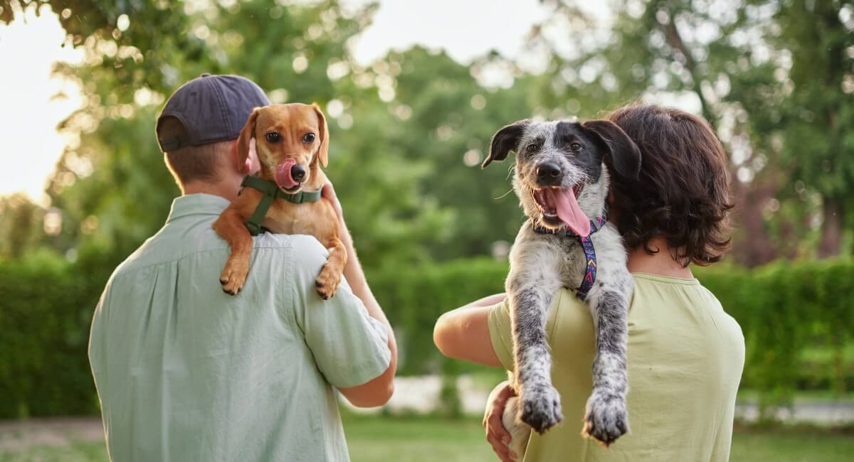 Pet Owners: Features That Quietly Add Value To Your Home