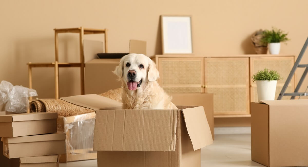 Remove Your Pets During Showings