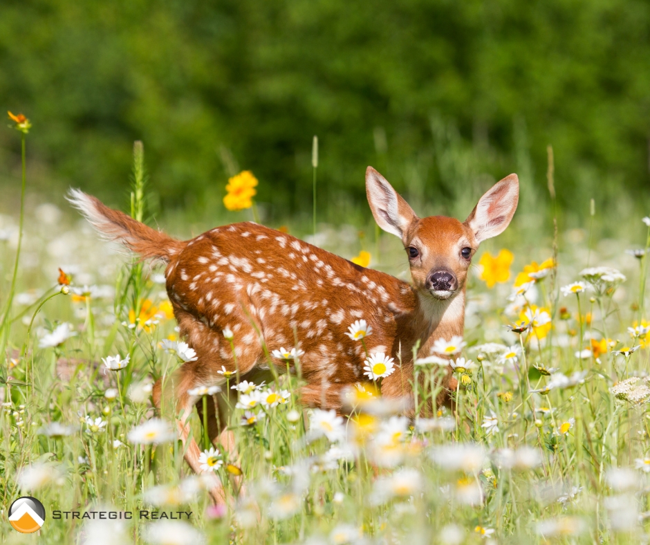 Plants to Safely Repel Deer in Central Oregon