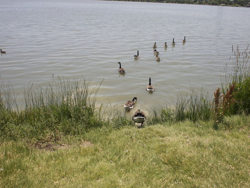 Canada geese swimming out from the grassy shoreline of Sloan's Lake in Denver