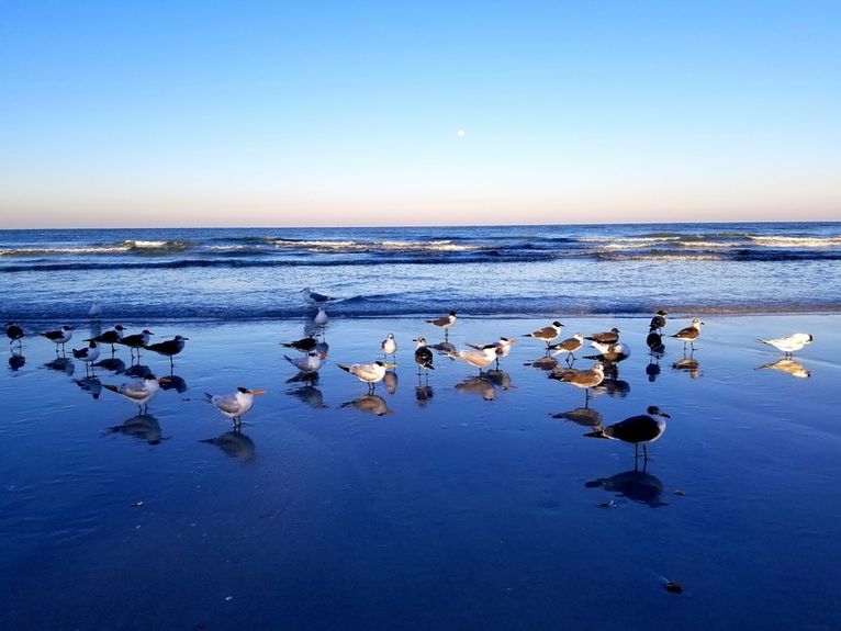 Birds on the beach
