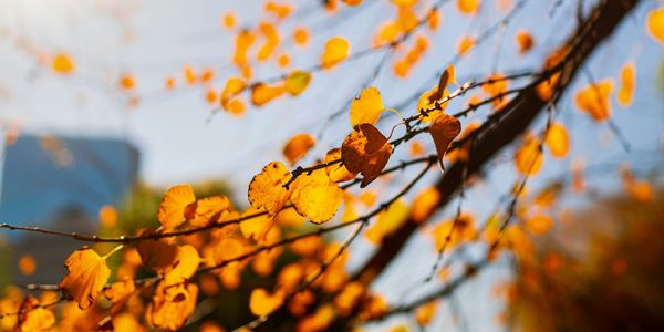 Selling Luxury Homes in Boston: Fall Season Guide …