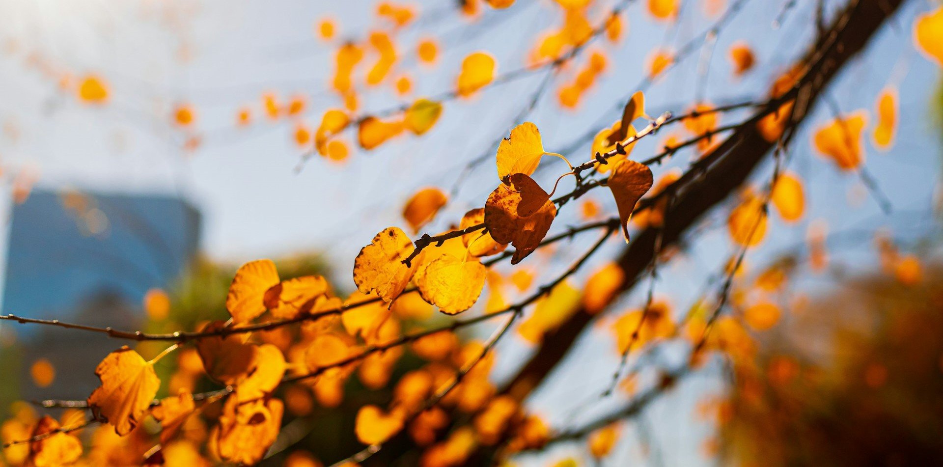 Boston Fall Season