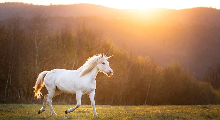 Horse in nature