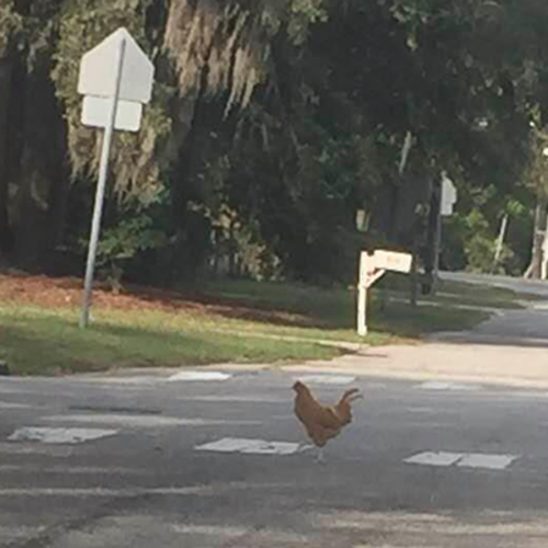 Acres & Aspirations: Finding Your Homestead in the Greater Wilmington Area