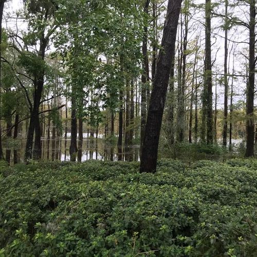 The Rise of Burgaw: Why Pender County’s Seat is the Next Hotspot