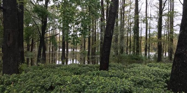 Flood Zones Decoded: The Difference Between X, AE, &hellip;