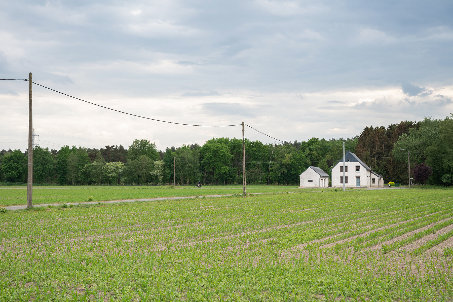 a-rural-landscape-with-a-field-sown-with-corn-and-2025-03-11-09-38-01-utc