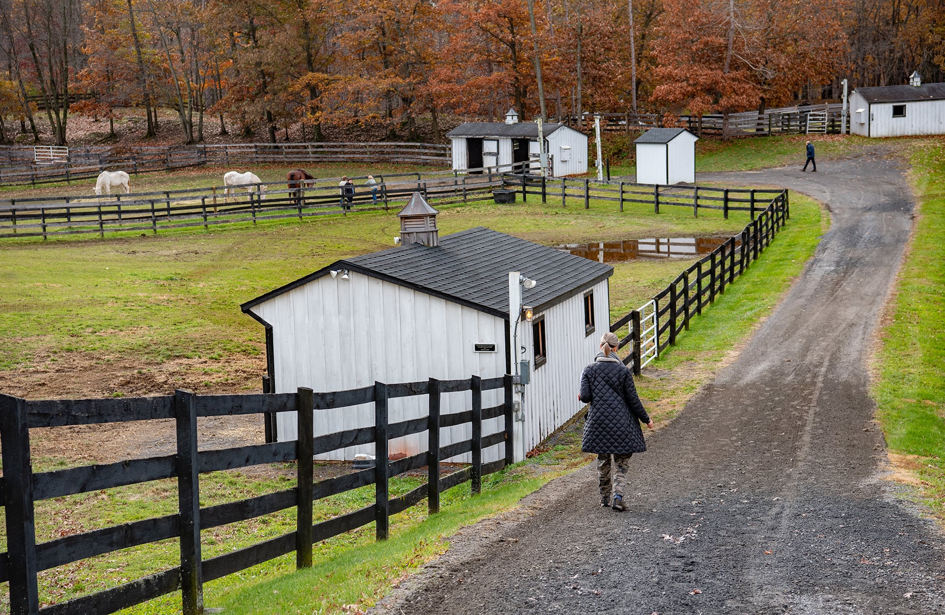 an-active-genxer-visits-the-paddocks-of-rescued-ho-2024-12-05-14-17-15-utc