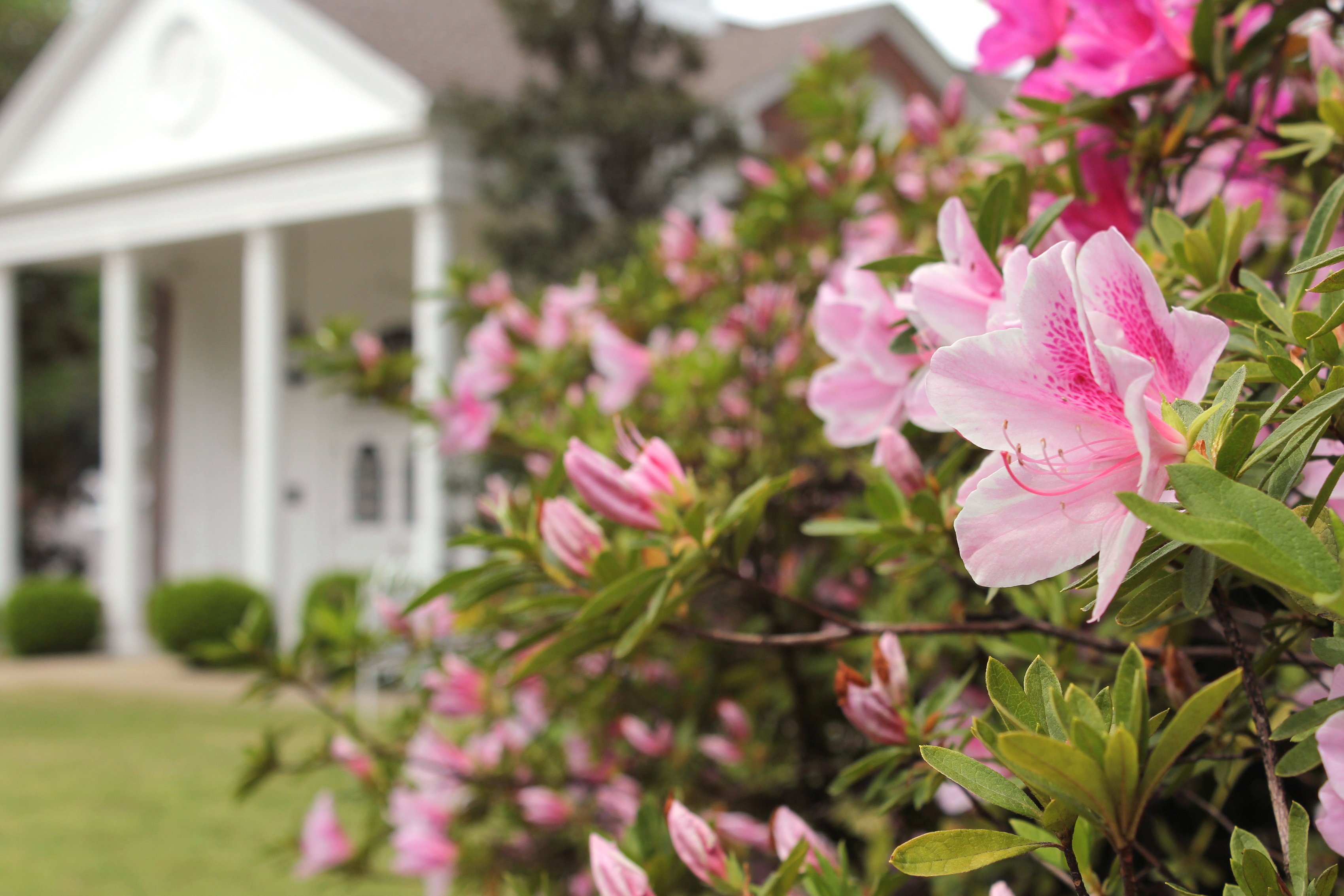 azalea-flowers-with-historic-mansion-in-background-2025-02-02-14-10-44-utc