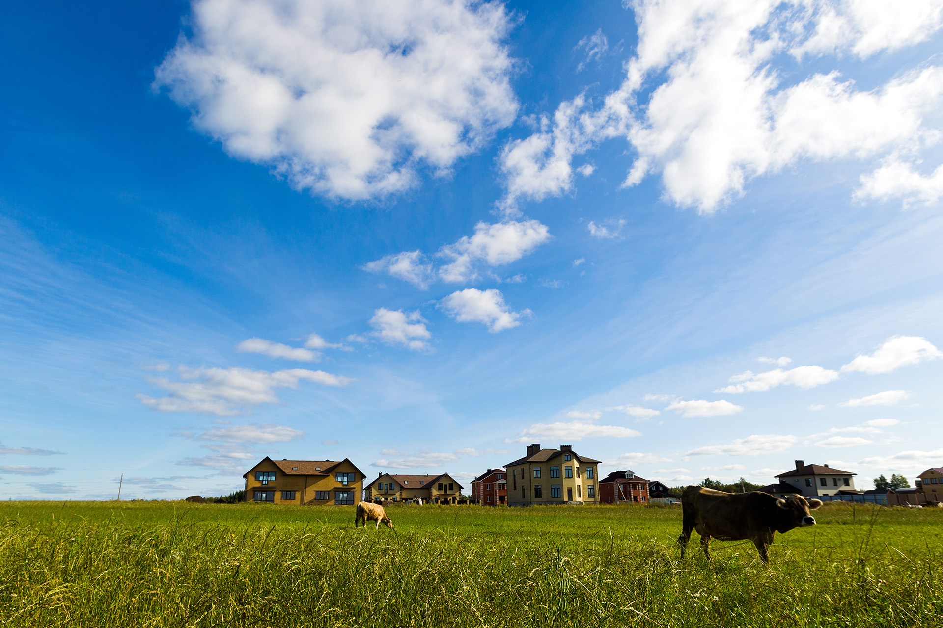 cows-graze-on-a-meadow-in-the-sunny-day-2024-12-03-18-56-11-utc