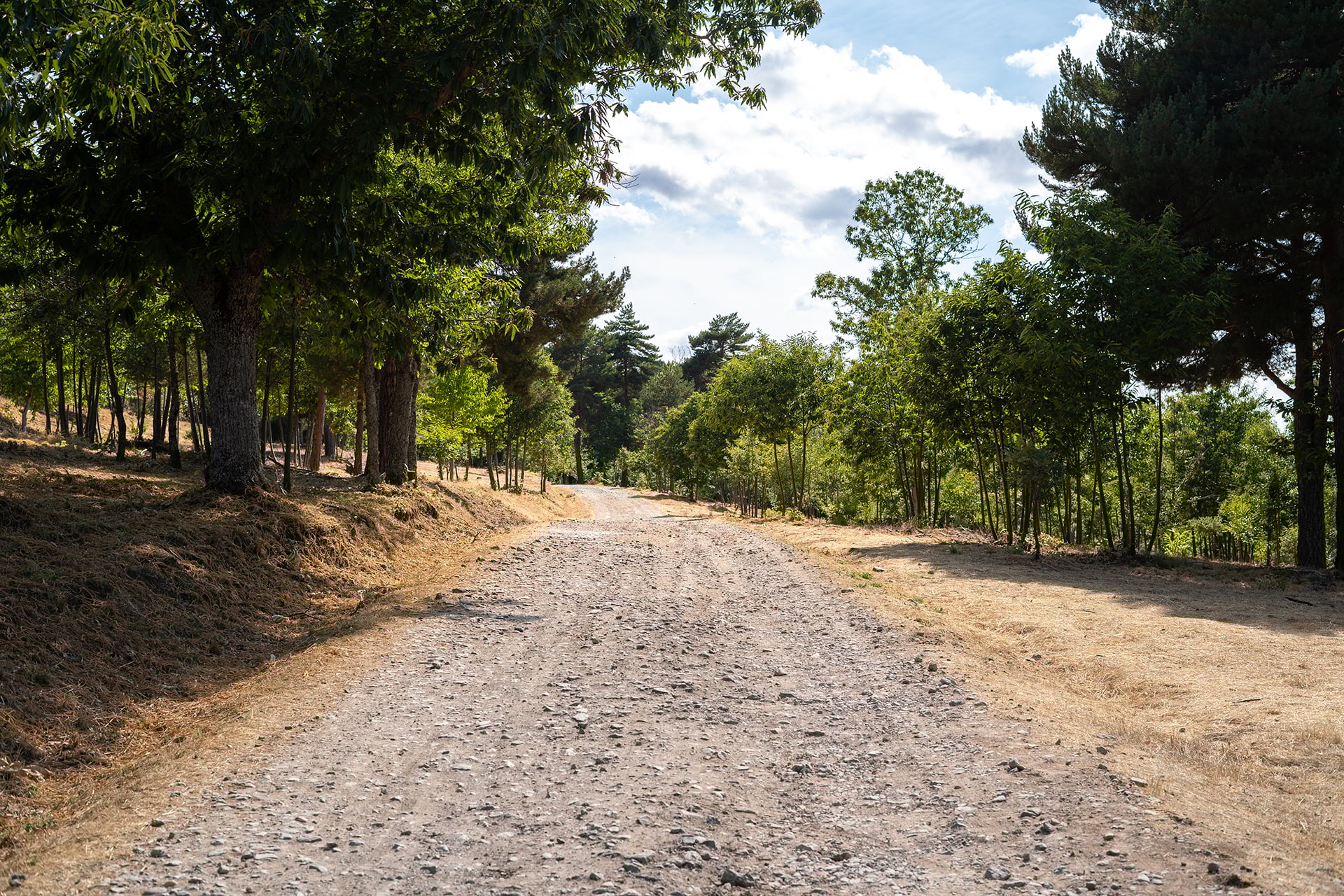 mountain-road-between-trees-with-blue-sky-in-the-b-2024-11-25-20-14-24-utc
