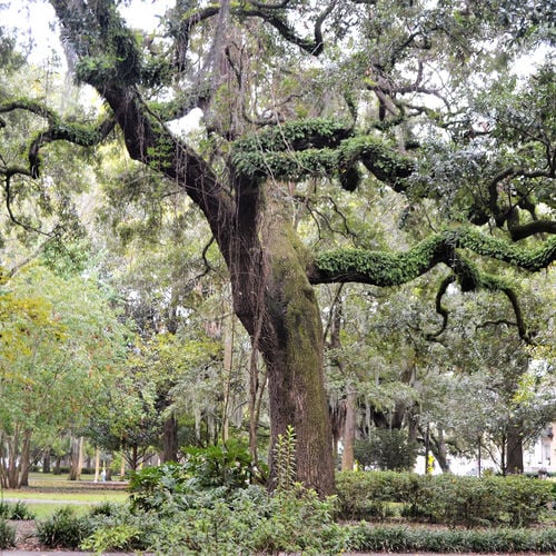 The Tree Canopy: Neighborhoods Famous for Ancient Live Oaks and Shade