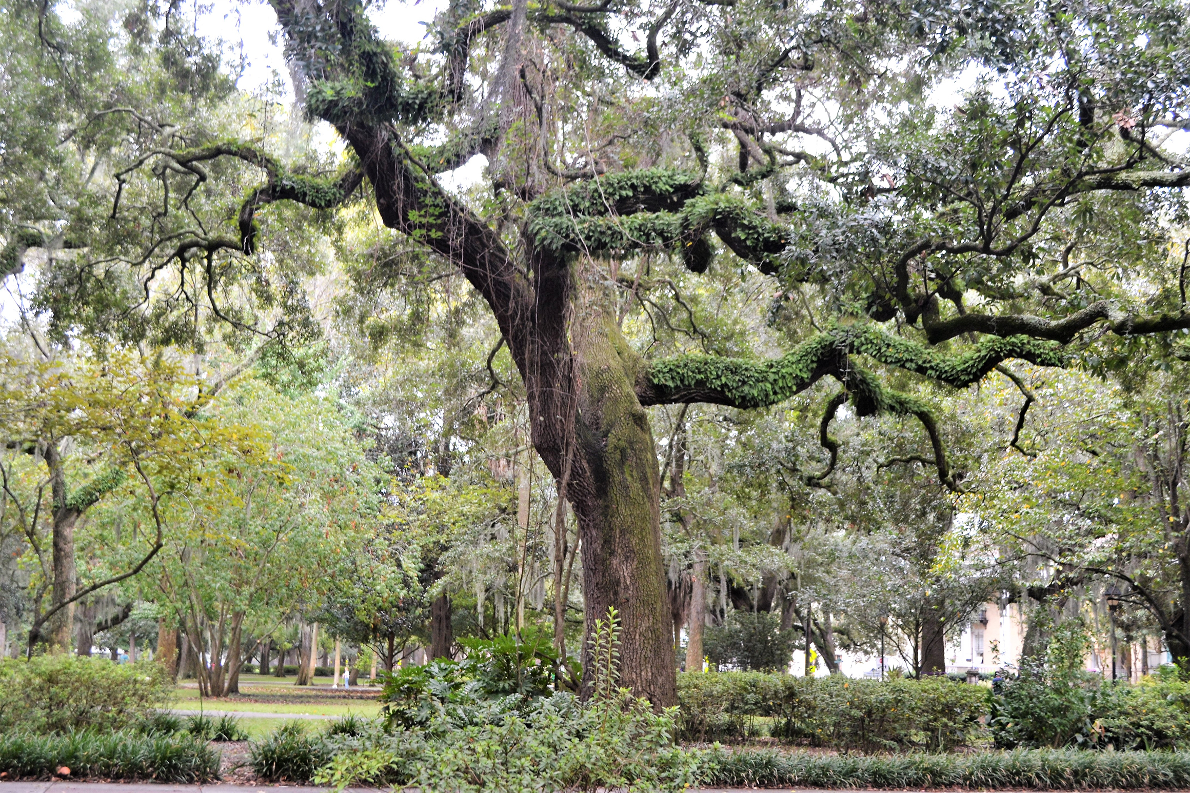 spanish-moss-hanging-on-trees-in-savannah-georgia-2025-01-08-03-04-15-utc