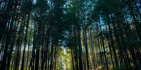 Surviving "The Pollening": A Coastal Homeowner’s Guide to &hellip;