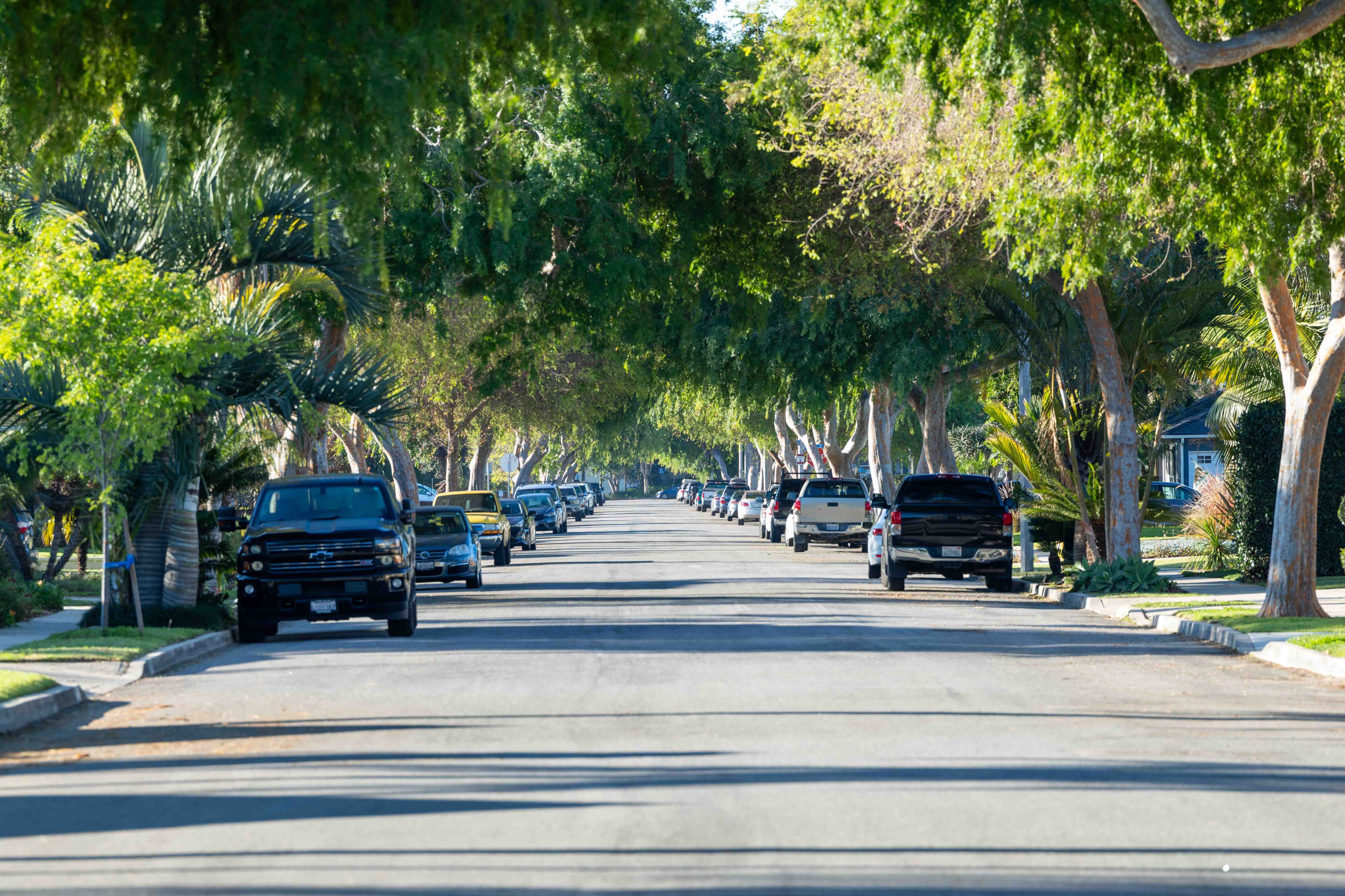 Tree-lined residential street in Midtown Ventura