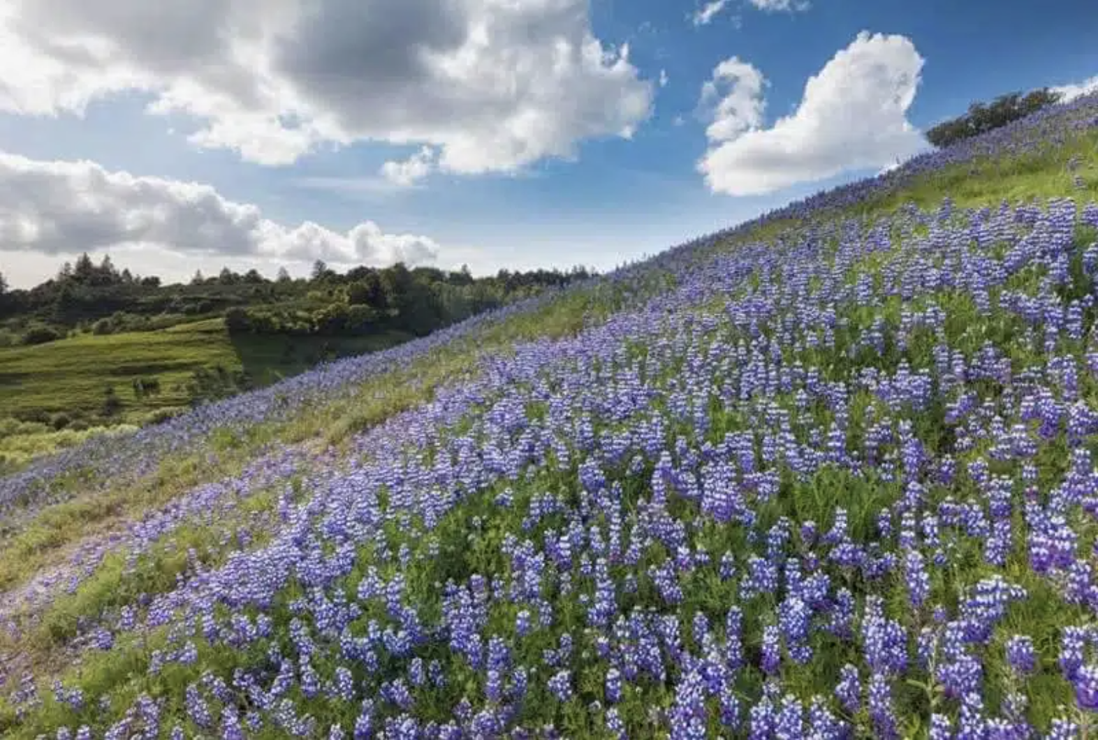 Screenshot 2025-01-10 at 8.19.58 AM