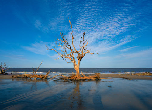 Driftwood,Beach,Sunset,In,Jekyll,Island.,Dead,Trees,On,The