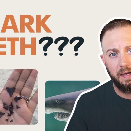 The Best Things to Do in Venice, Florida: A Real Resident's Guide to Life on the Gulf Coast