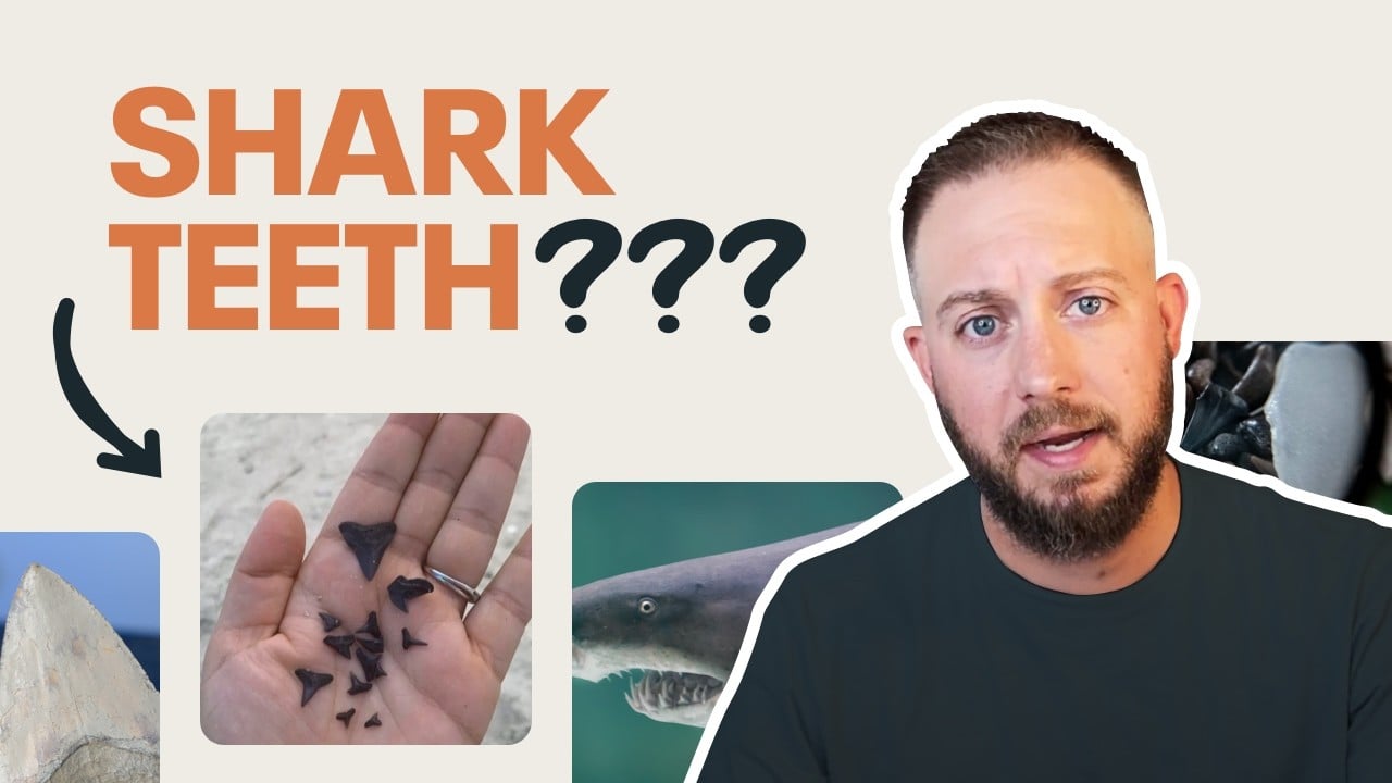 the-best-things-to-do-in-venice-florida-a-real-residents-guide-to-life-on-the-gulf-coast_zachos-realty-&-design-group