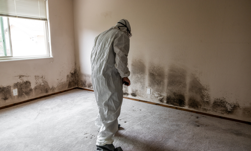 How to Spot Mold Before the Inspector Does