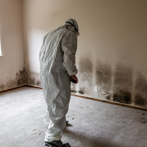 How to Spot Mold Before the Inspector Does