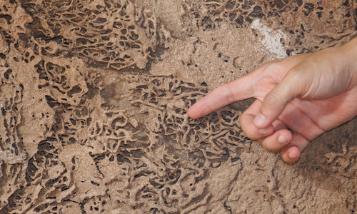 How to Spot Termite Damage Before the Inspector …